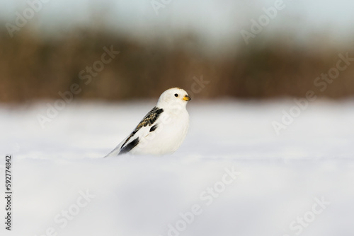 Snow bunting (Plectrophenax nivalis) standing in the snow in early spring.	
