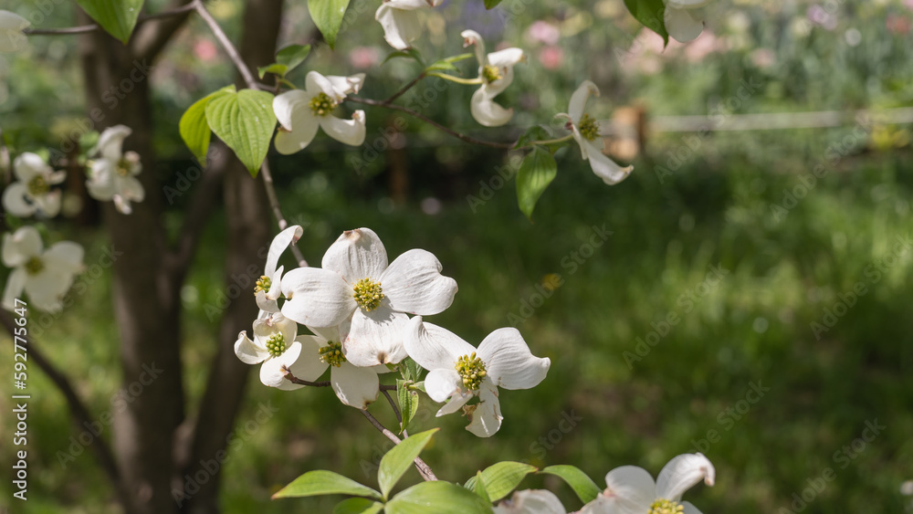 日本の春に咲くハナミズキの花 日本の春に咲くハナミズキの花