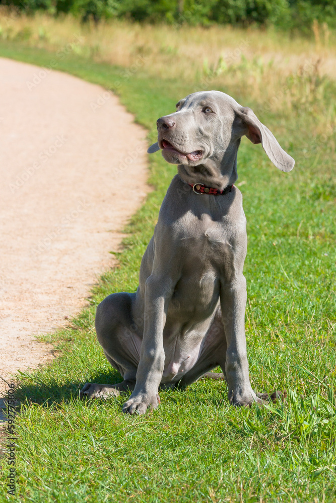 Outdoor portrait of a purebred Weimaraner puppy with cute facial expression. Young Weimaraner purebdre puppy in a field during a walk. Outdoor portrait of a purebred Weimaraner puppy with cute facial expression. Young Weimaraner purebdre puppy in a field during a walk.