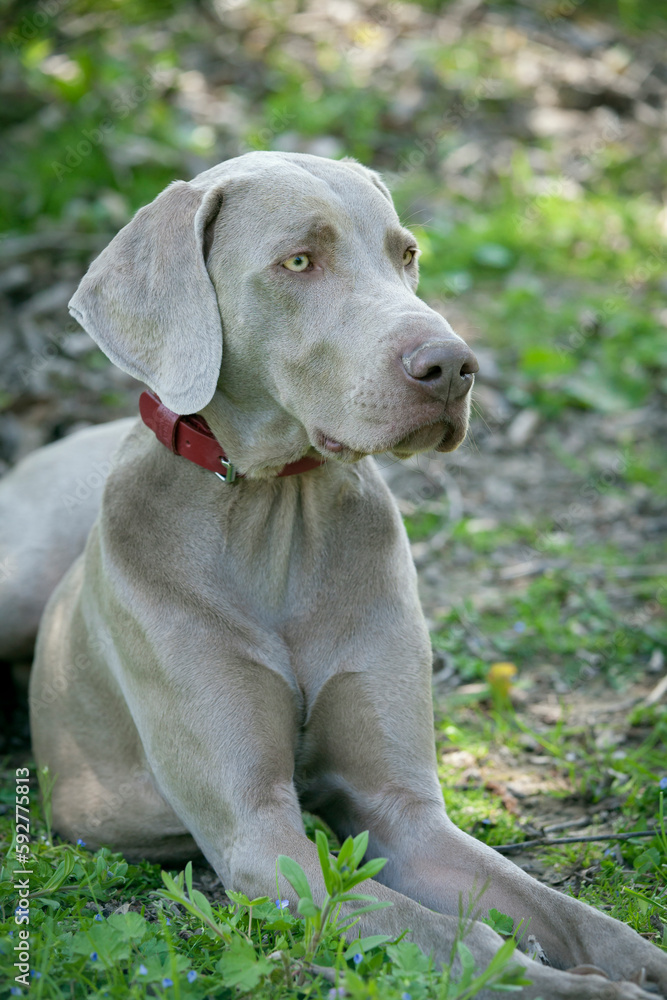 Outdoor head portrait of puredred young Weimaraner. A young, beautiful, silver blue gray Weimaraner purebred dog portrait.