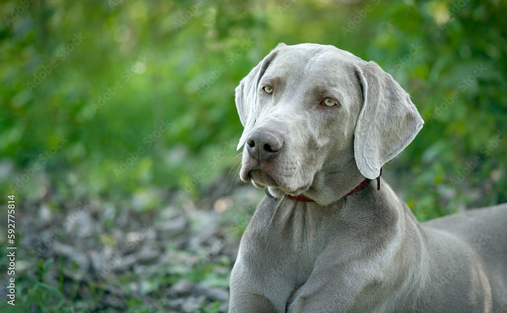 A young, beautiful, silver blue gray Weimaraner purebred dog portrai. Outdoor head portrait of purebred young Weimaraner.