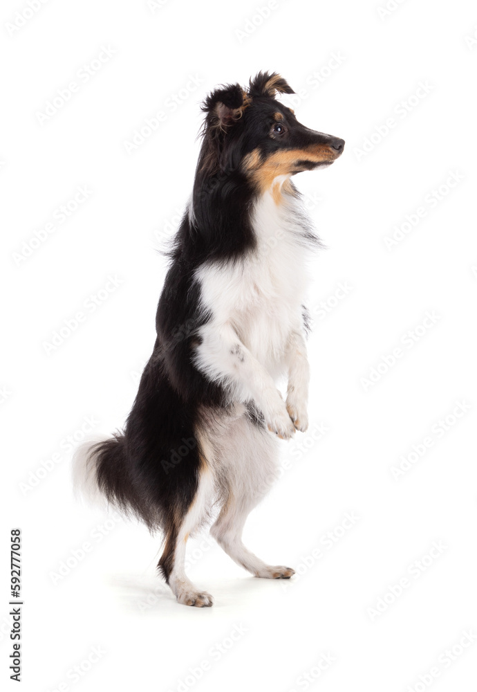 Shetland dog jumping