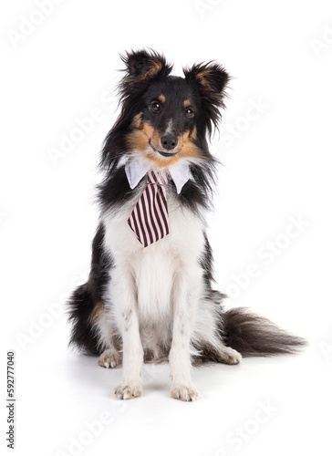 Shetland dog sitting with a tie