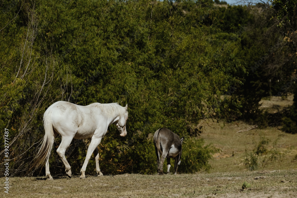 Young white horse and mini donkey friends walking through Texas field on ranch. Young white horse and mini donkey friends walking through Texas field on ranch.