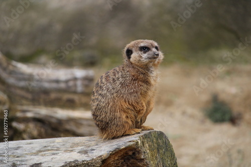 A meerkat watching for enemies © Adrian