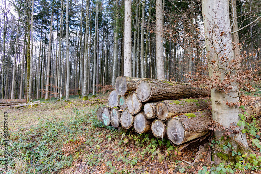 Many large logs in a dense autumn forest Many large logs in a dense autumn forest