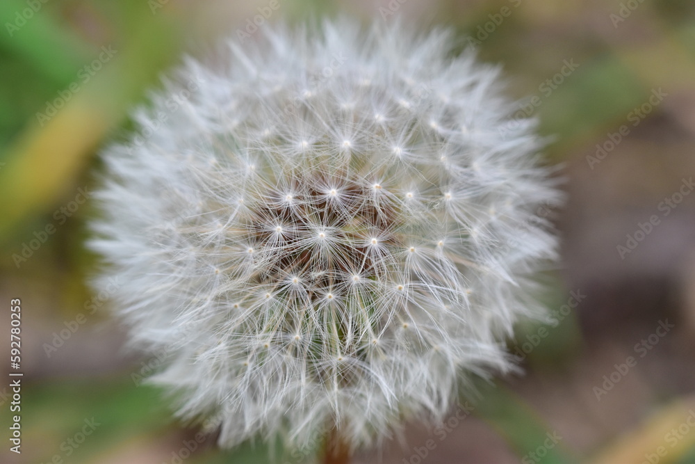 dandelion on green background dandelion on green background
