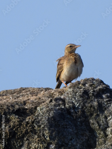 bird on the rock