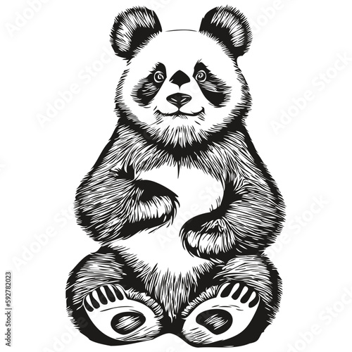 Panda sketchy, graphic portrait of a Panda on a white background, Pandas