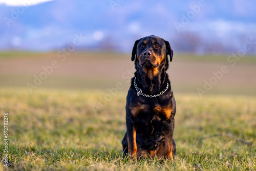 Rottweiler sitting in a field