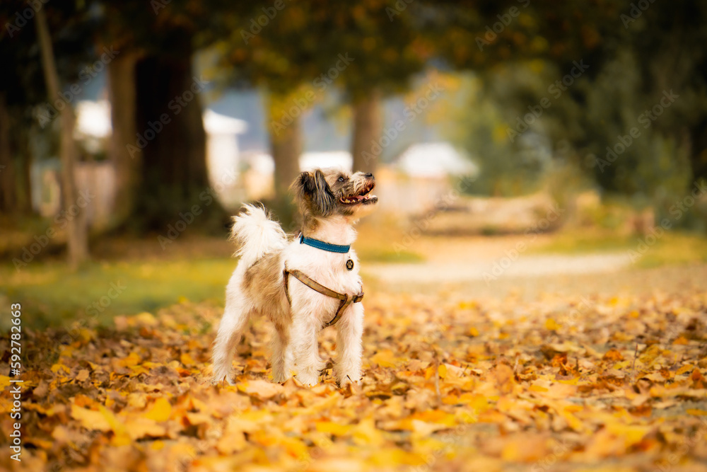 dog running in the park dog running in the park