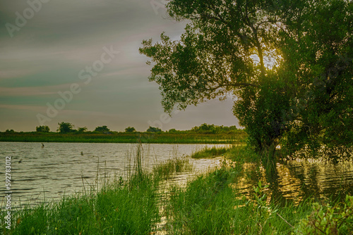 Trees by the pond with grass during the sunset in Surabaya photo