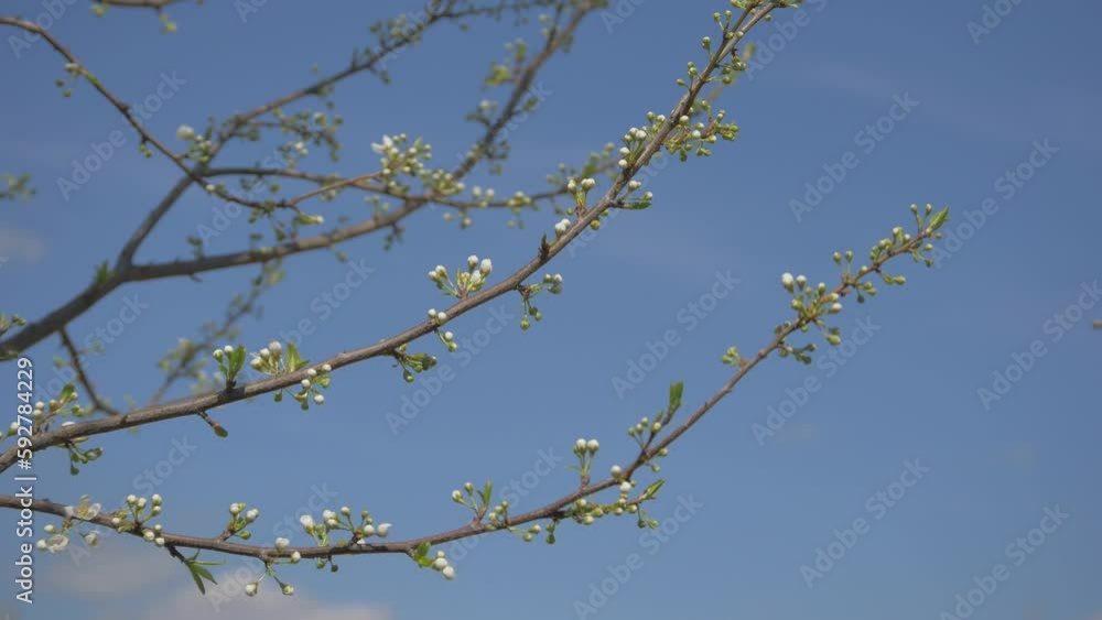 The Plum Tree That Has Just Begun To Green And Bloom, The Plum Tree That Has Just Begun To Green And Bloom,