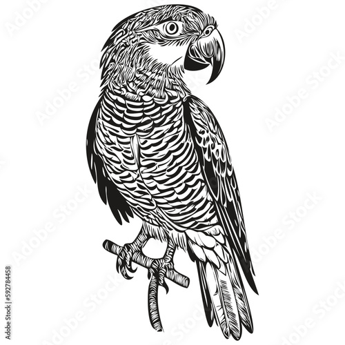 Black and white linear paint draw parrot vector illustration parrots