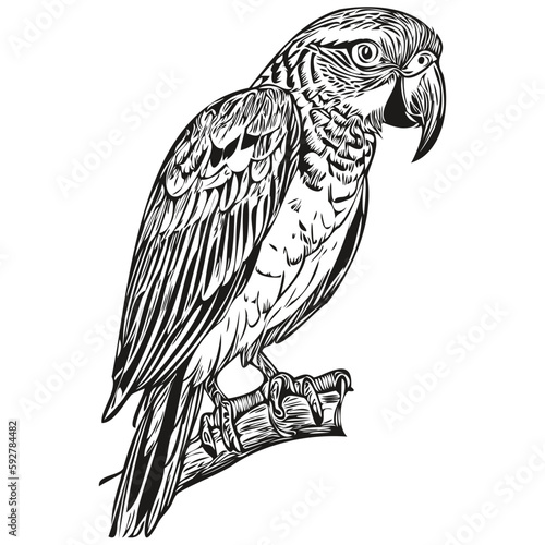 Engrave parrot illustration in vintage hand drawing style parrots