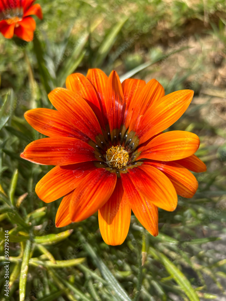 orange flower orange flower