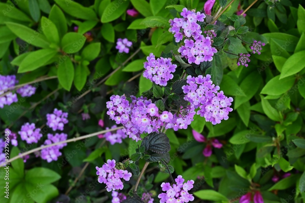 Trailing lantana ( Lantana montevidensis ) flowers. Verbenaceae evergreen creeping vine plants native to South America. Blooms for a long period from May to October. Trailing lantana ( Lantana montevidensis ) flowers. Verbenaceae evergreen creeping vine plants native to South America. Blooms for a long period from May to October.