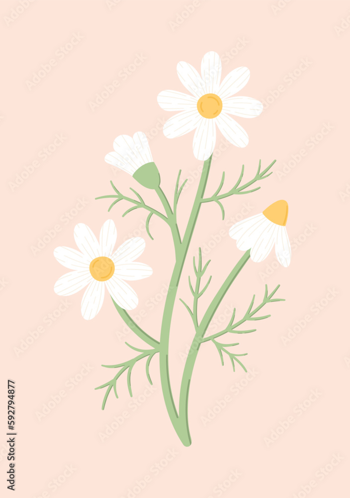 Naklejka premium Charming daisies on a light pink background. Botanical vector illustration of chamomile flowers in flat style.