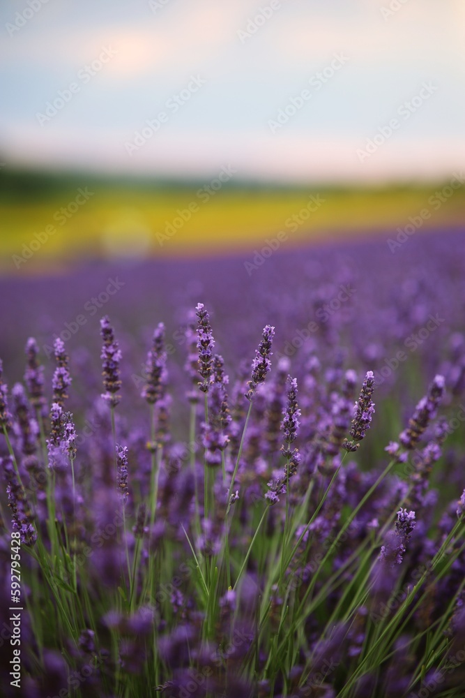 Obraz premium beautiful single lavender sprigs and flowers on a lavender field background. yellow and green fields are also visible on the horizon line