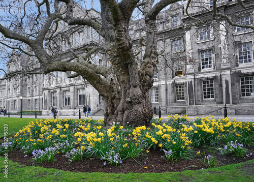 Canvas Print Trinity College, Dublin, ancient tree in front of building, surrounded by spring