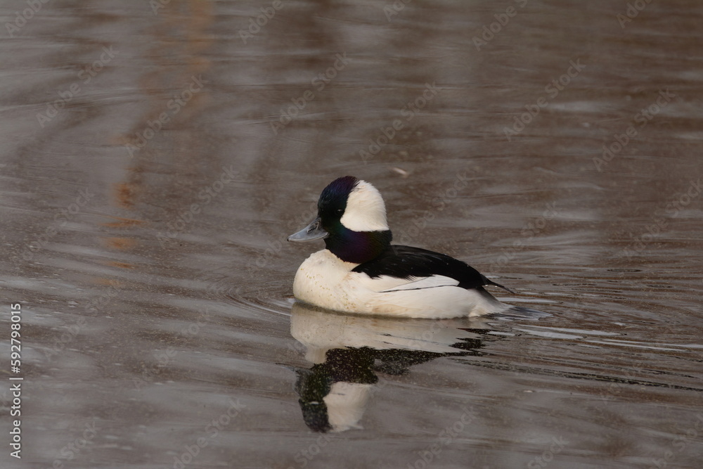 Fototapeta premium Male Bufflehead duck