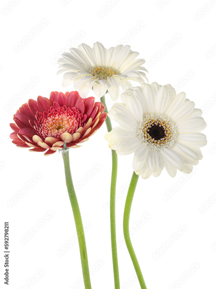Beautiful gerbera flowers on white background Beautiful gerbera flowers on white background
