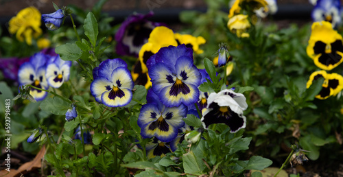 Beautiful blooming flowerbed with pretty pansies