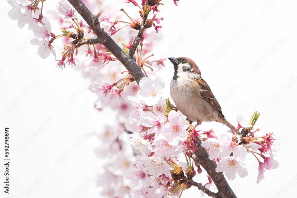 sparrow eats cherry flower nectar sparrow eats cherry flower nectar