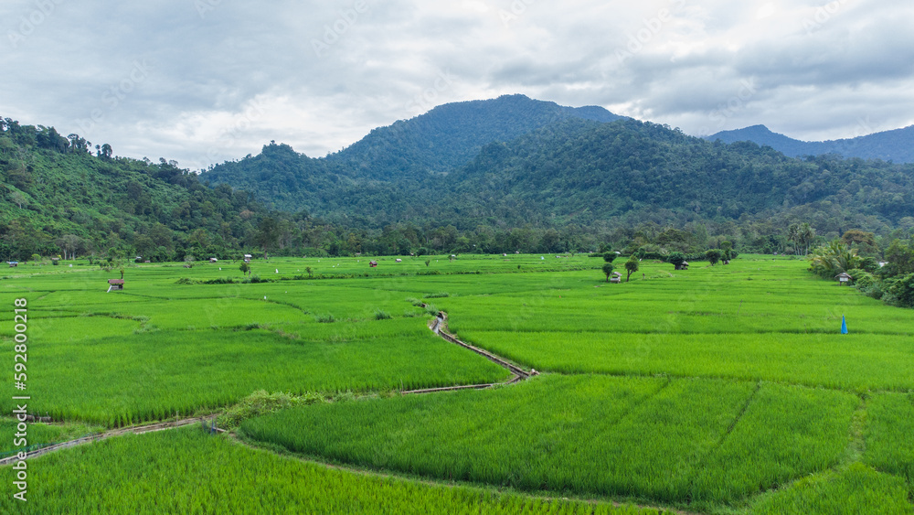 Rice field in the mountains Rice field in the mountains