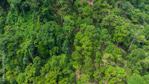 Aerial photo of tropical forest in Aceh Province, Indonesia. 