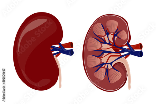 Human kidneys anatomy inside and outside in flat cartoon style, isolated on white background. vector illustration.