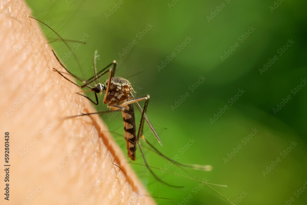 The Aedes aegypti mosquito sucks blood on human skin The Aedes aegypti mosquito sucks blood on human skin