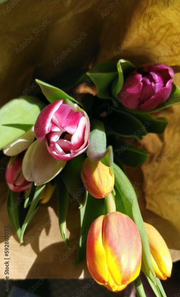 Fototapeta premium Colorful tulips wrapped in paper | beautiful spring bouquet