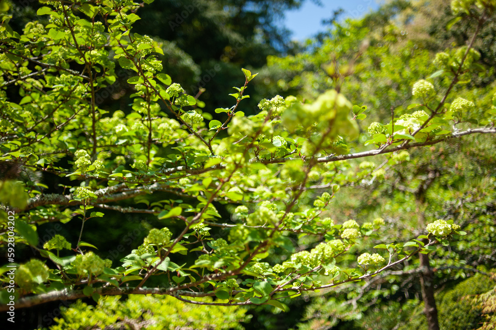 Fototapeta premium Japanese green foliage 