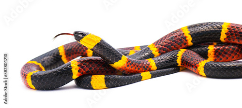 Venomous Eastern coral snake - Micrurus fulvius - close up macro of head, eyes, tongue and pattern.  Side view of whole snake with great scale detail isolated on white background photo