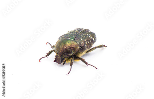 dark flower scarab - Euphoria sepulcralis Fabricius - is a common, day flying scarab beetle in Florida and much of the eastern half of the United States. isolated on white background front top view