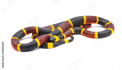 Venomous Eastern coral snake - Micrurus fulvius - close up macro of head, eyes and pattern.  Side view of whole snake with great scale detail isolated on white background photo