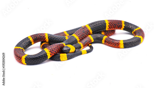 Venomous Eastern coral snake - Micrurus fulvius - close up macro of head, eyes and pattern.  Side view of whole snake with great scale detail isolated on white background