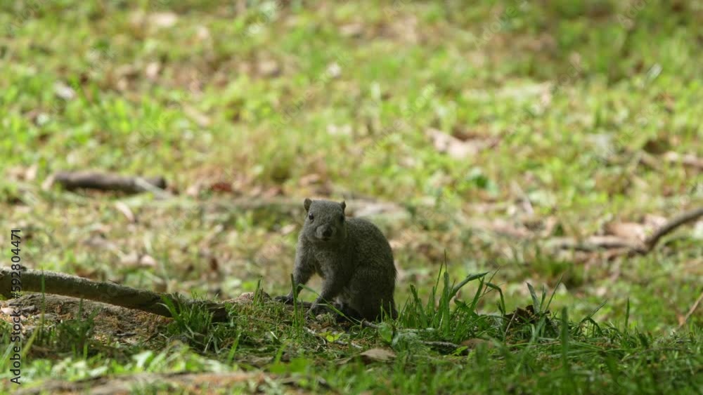 squirrel eats a nut squirrel eats a nut