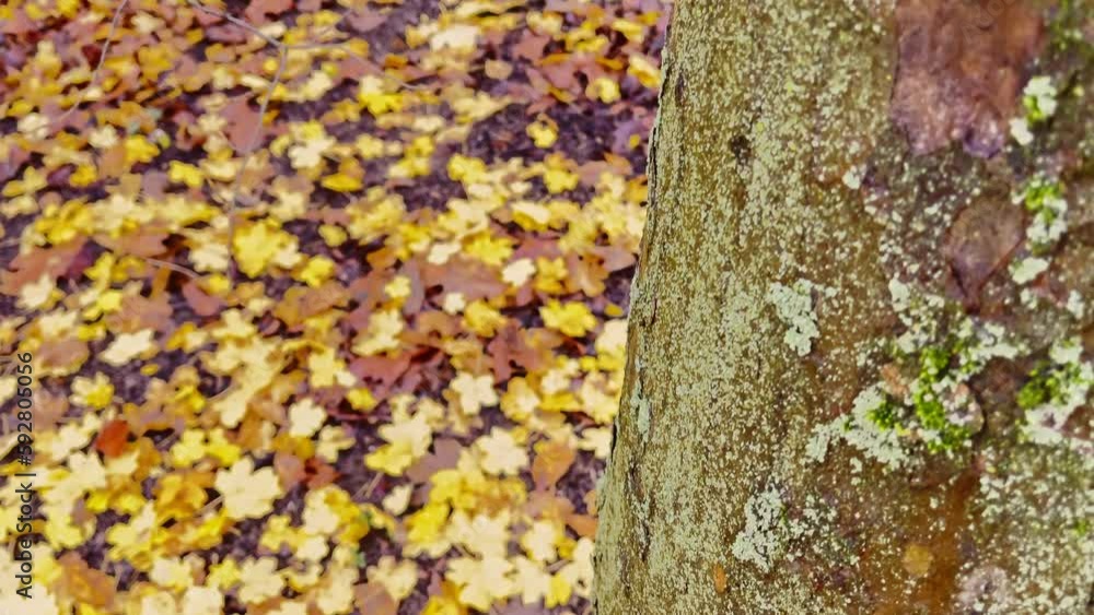 Plant Leaves in Autumn Season Plant Leaves in Autumn Season