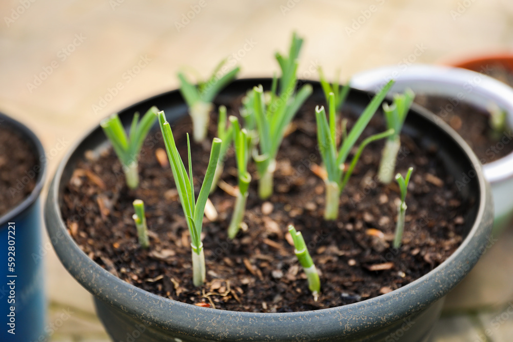 vibrant Jade and Ghost plants, symbolizing new life and growth during spring. The lush greenery represents vitality and renewal. vibrant Jade and Ghost plants, symbolizing new life and growth during spring. The lush greenery represents vitality and renewal.