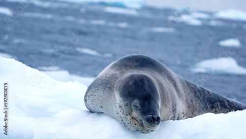 Leopard seal (Hydrurga leptonyx) on an iceberg floating in the Southern Ocean at Kinnes Cove, Joinville Island, Antarctica