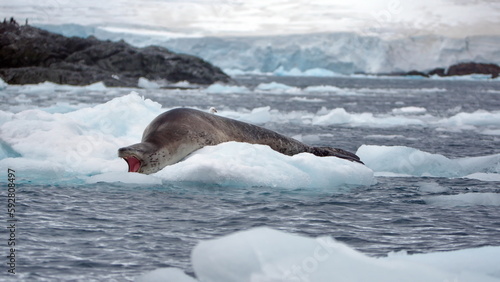 Leopard seal (Hydrurga leptonyx) with its mouth open on an iceberg floating in the Southern Ocean at Kinnes Cove, Joinville Island, Antarctica