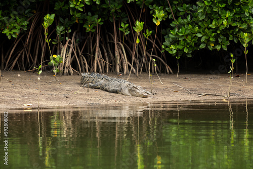 Saltwater Crocodile, Port Douglas Australia