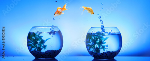Two fish changing homes. Goldfish jumping from glass fish bowl into another one on blue background