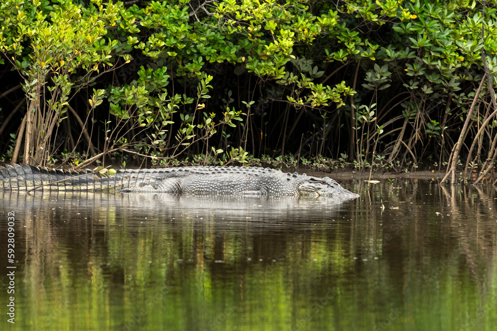 Obraz premium Saltwater Crocodile, Port Douglas Australia