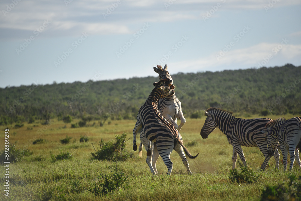 Obraz premium Africa- Close Up of Wild Zebras Rearing Up and Battling in the Wilderness