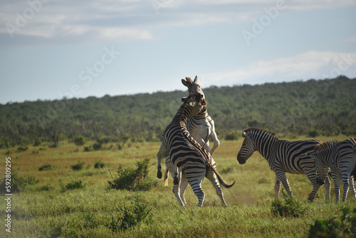 Africa- Close Up of Wild Zebras Rearing Up and Battling in the Wilderness