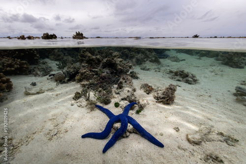 Blue starfish in the water, Heron Island Australia photo