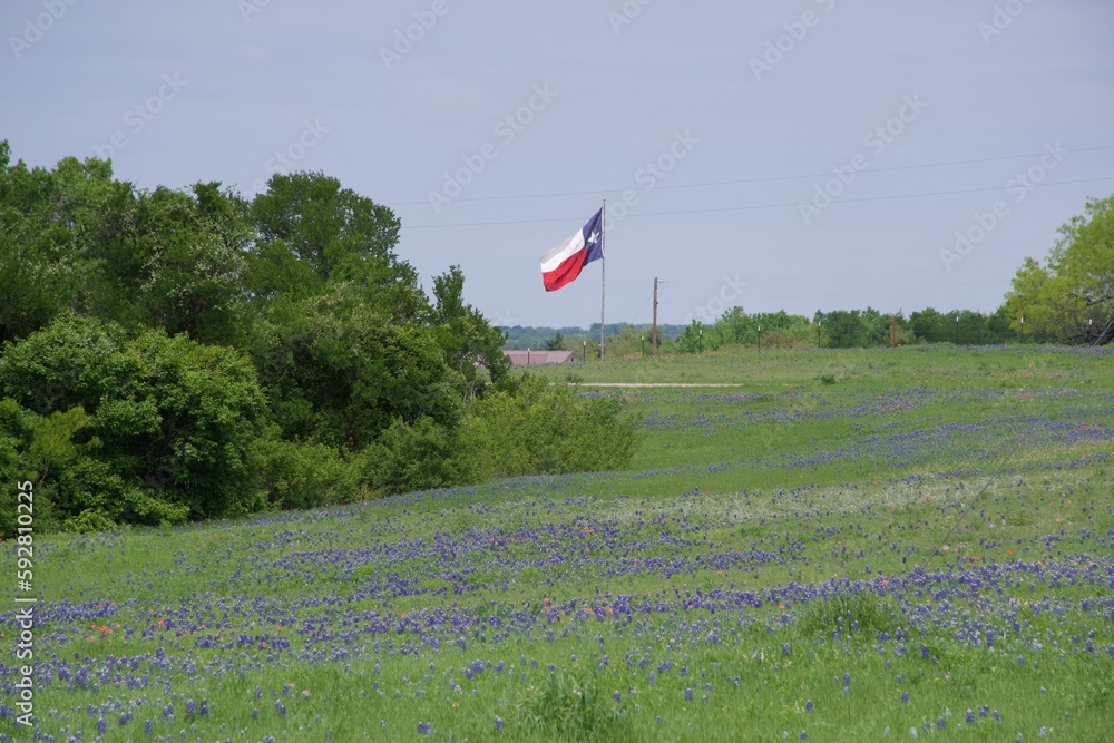 Fototapeta premium texas flag over bluebonnets
